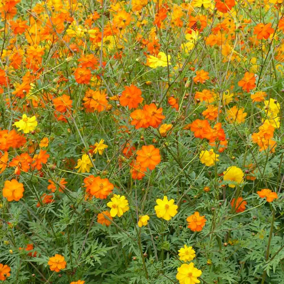 ferme-de-sainte-marthe-cosmos-bright-lights-graines-fleurs-bio-m-lange image 1