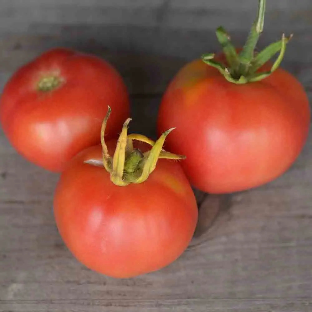 ferme-de-sainte-marthe-tomate-mikado-violetor-graines-bio image 1
