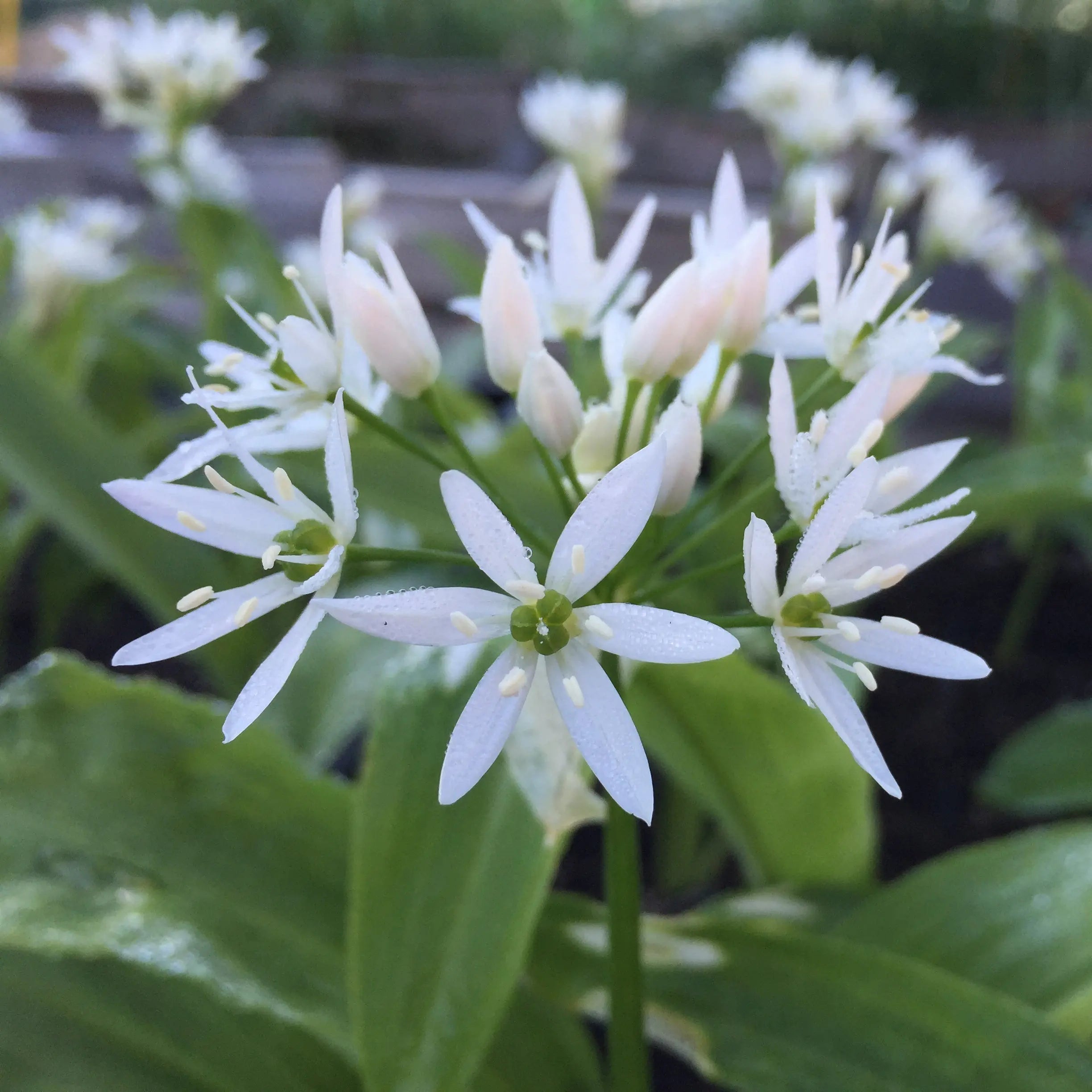 ferme-sainte-marthe-ail-des-ours-plant-bio-vivace-30-cm image 2