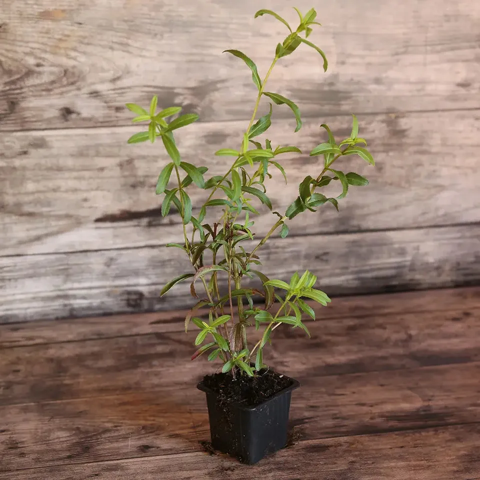 ferme-de-sainte-marthe-estragon-du-mexique-plant-bio-pot image 1