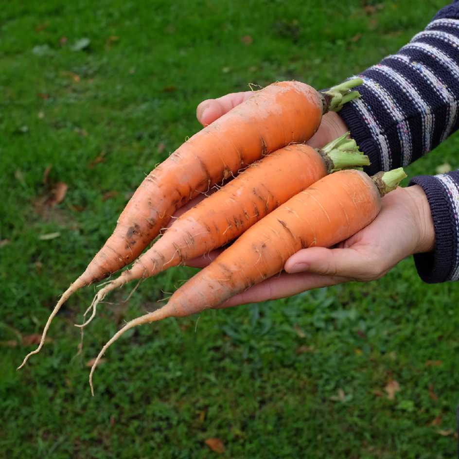 la-bo-te-graines-carotte-berlicum-bio-graines-l-gumes image 3