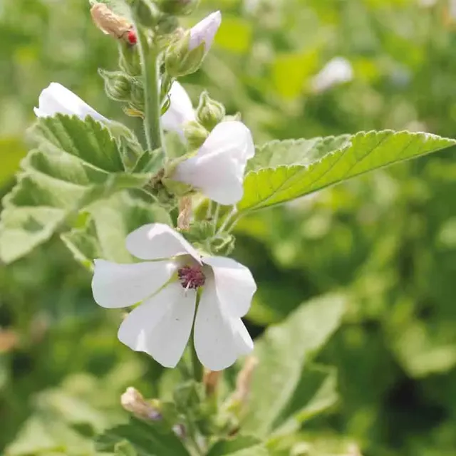 ferme-de-sainte-marthe-guimauve-officinale-ab-graines-de-fleurs-bio-vivace image 1