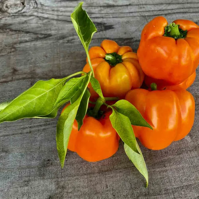 ferme-de-sainte-marthe-california-orange-wonder-graines-poivron-bio image 1