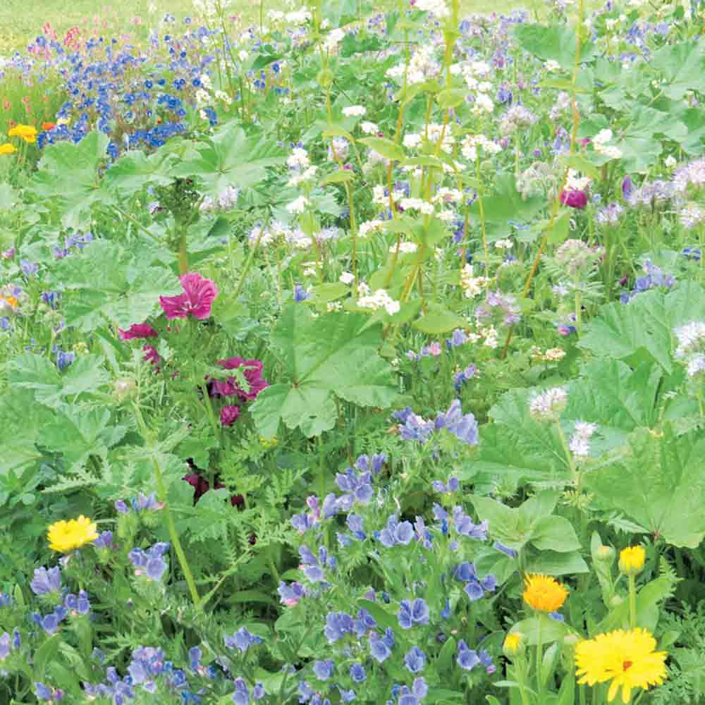 ferme-de-sainte-marthe-m-lange-mellif-res-graines-de-fleurs-am-liorant image 1