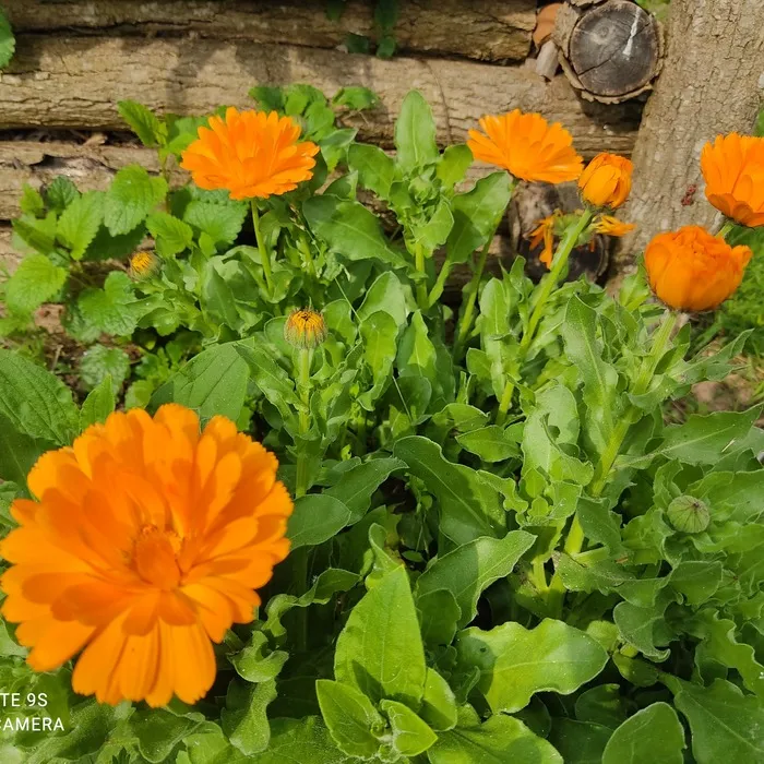 les-semences-de-l-ombelle-souci-officinal-bio-graines-fleurs-soleil image 1