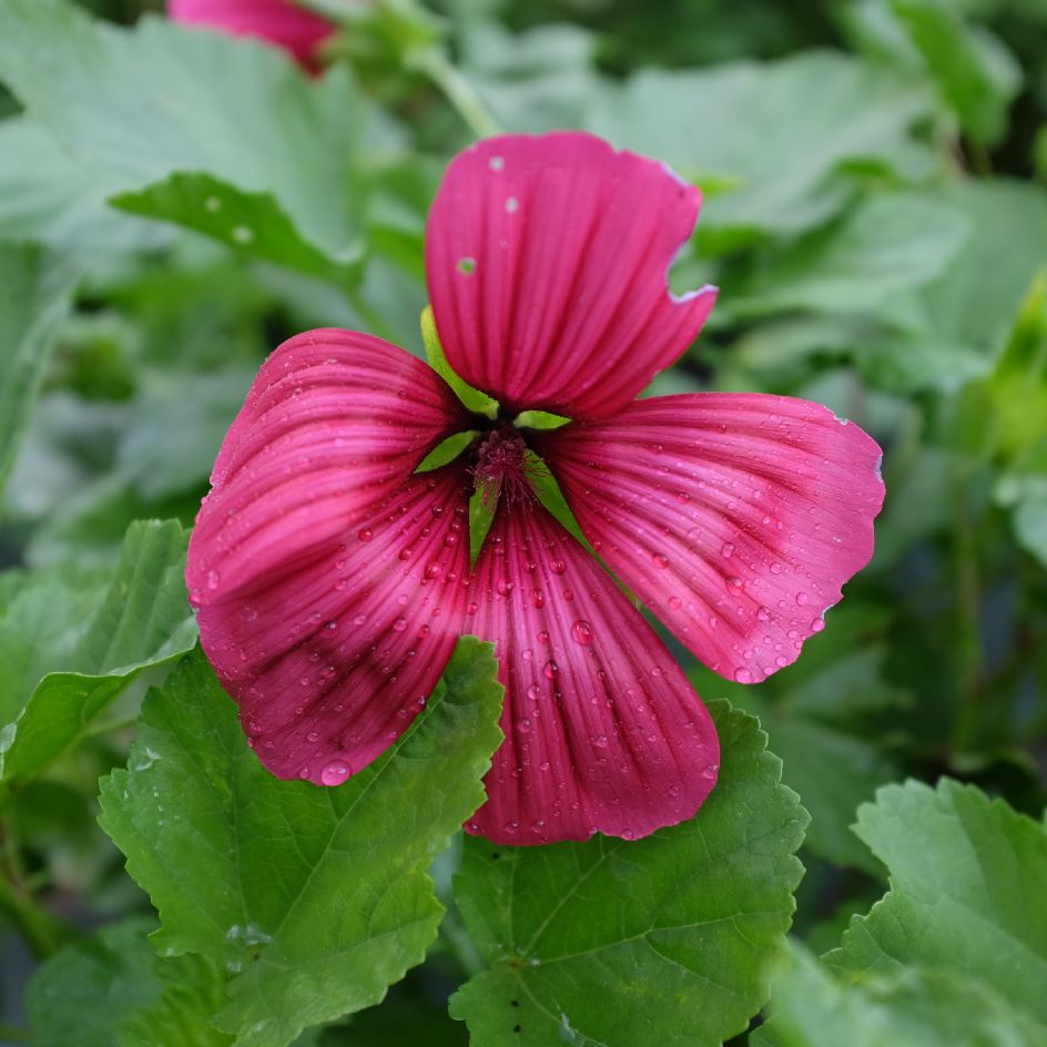 la-bo-te-graines-malope-trifida-vulcan-bio-graines-magenta image 2