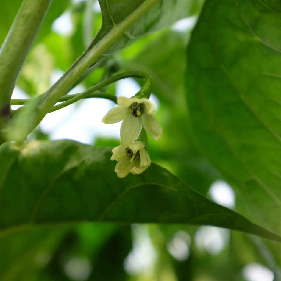 la-bo-te-graines-piment-v-g-tarien-graines-bio-doux image 4