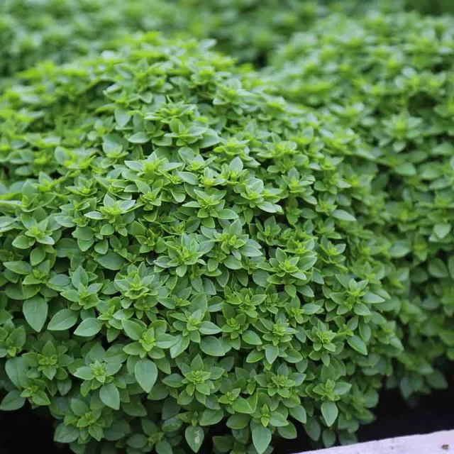 ferme-de-sainte-marthe-basilic-fin-vert-nain-compact-graines-bio-pot image 1