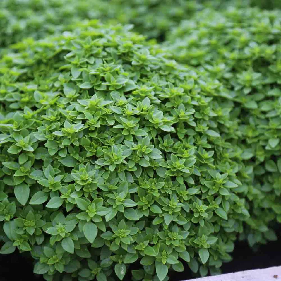 ferme-de-sainte-marthe-basilic-fin-vert-nain-compact-graines-bio-pot image 1