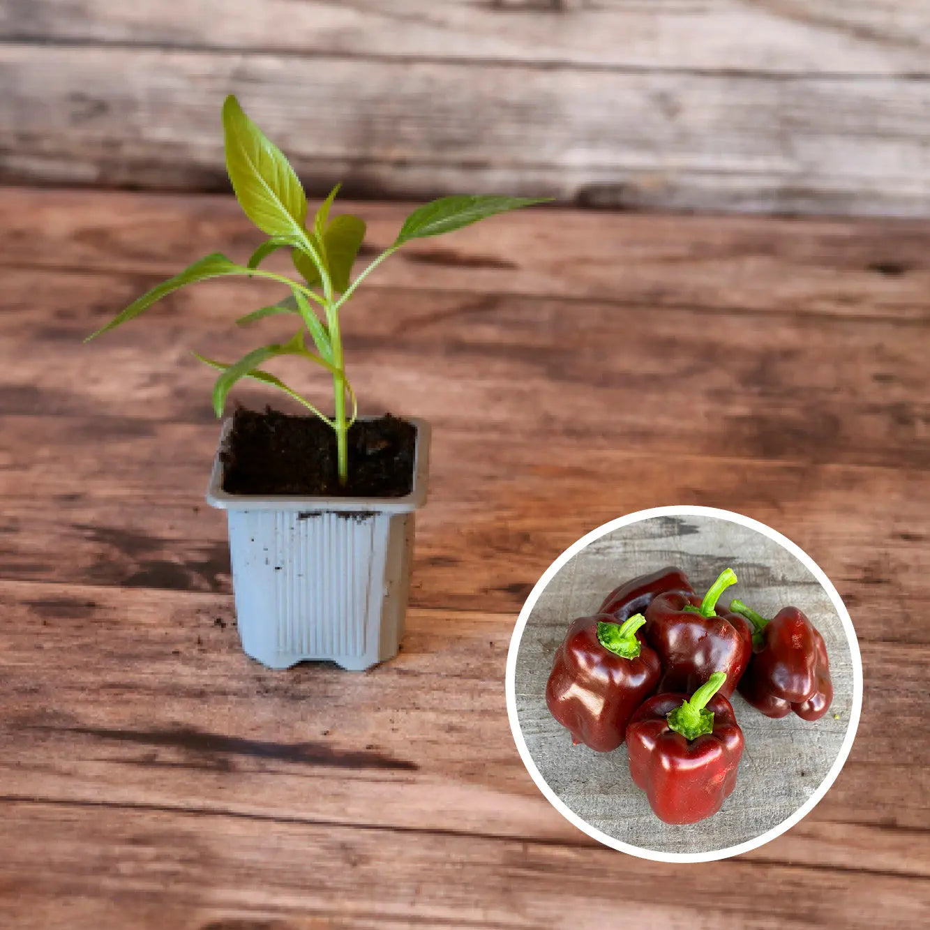 ferme-de-sainte-marthe-poivron-doux-chocolat-plant-bio-sucr image 1