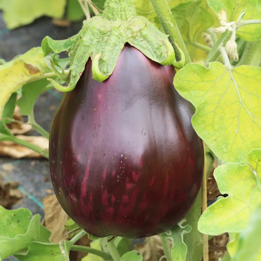 ferme-de-sainte-marthe-monstrueuse-de-new-york-plant-aubergine-ronde image 2