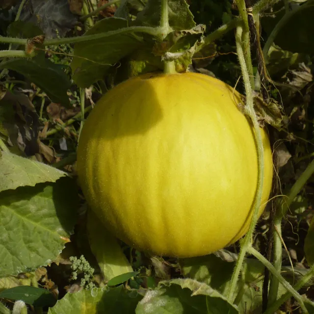 les-semences-de-l-ombelle-melon-boule-d-or-graines-bio image 1
