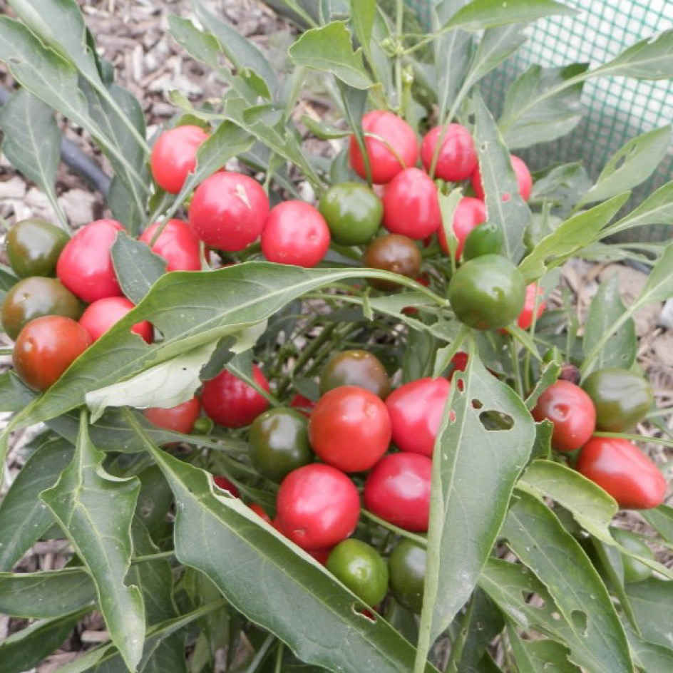la-bo-te-graines-piment-calabrese-graines-l-gumes-bio-fort image 2