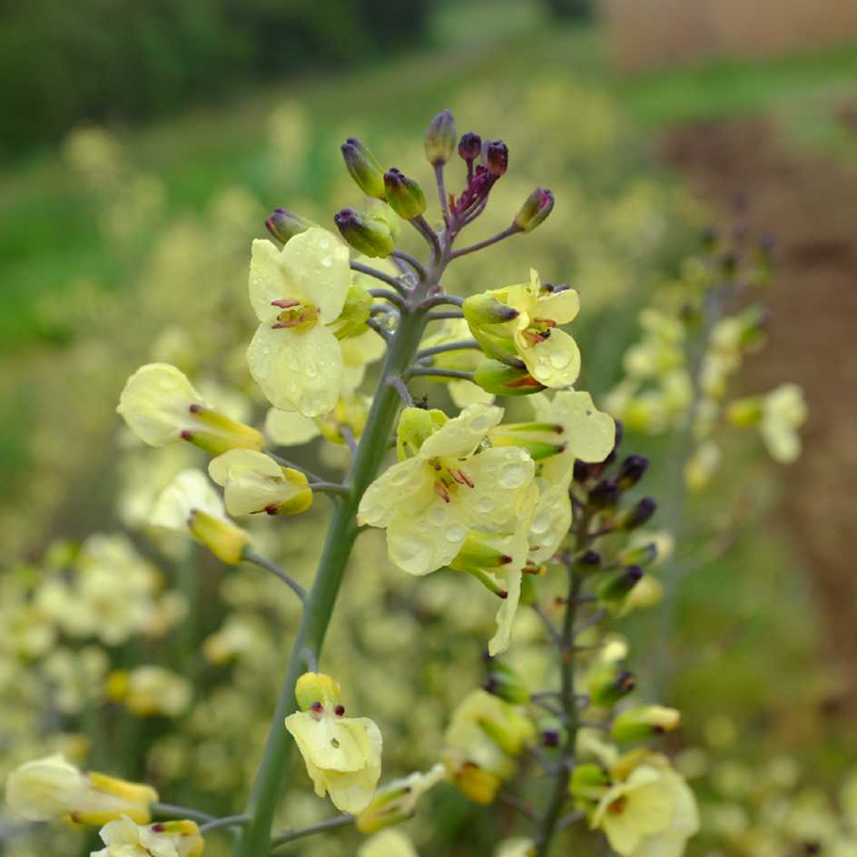 la-bo-te-graines-graines-l-gumes-brocolis-violet-du-cap-bio image 4