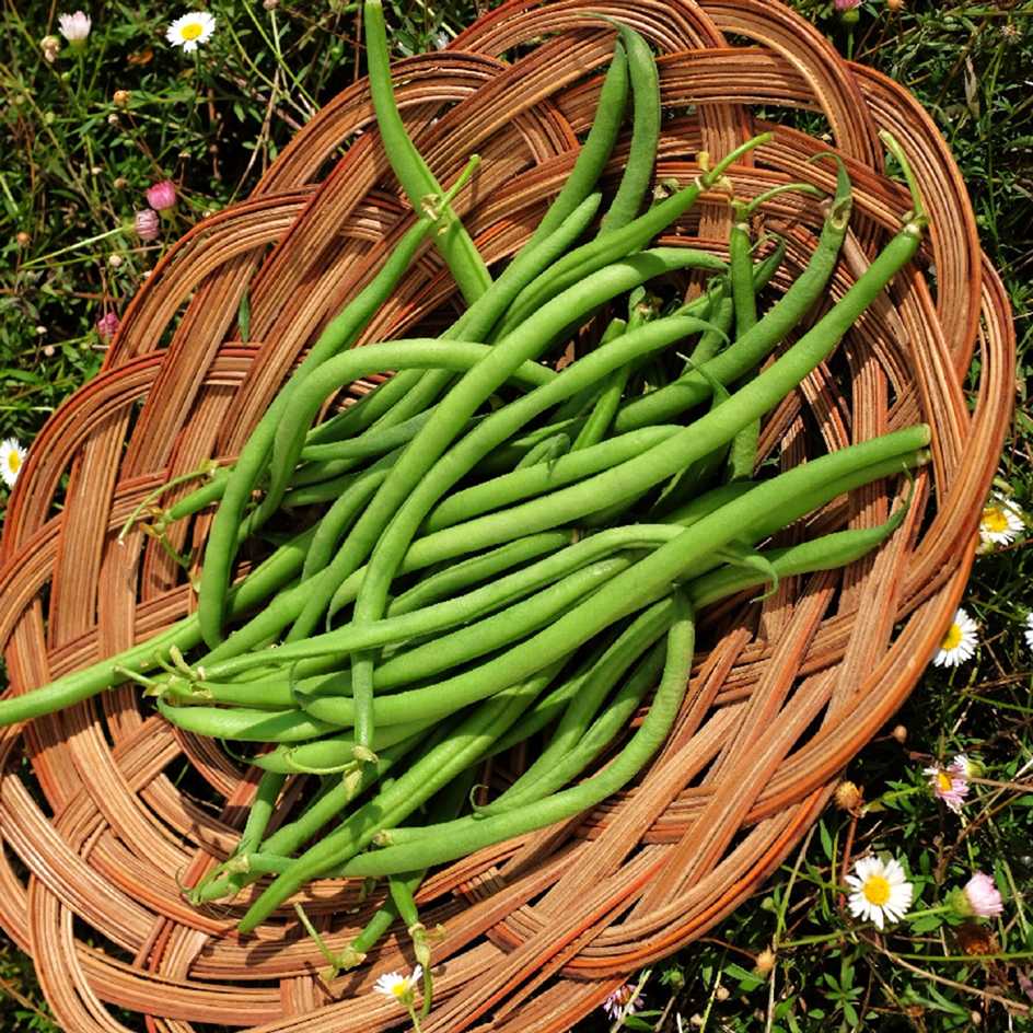 la-bo-te-graines-haricot-pongo-graines-bio-nain-sans-fils image 3