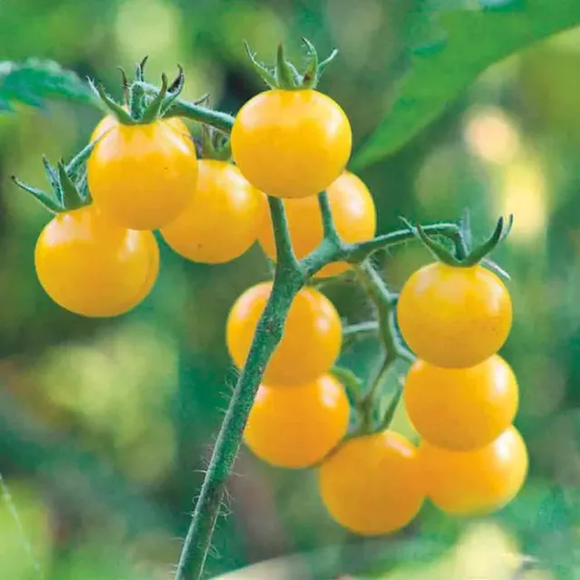 ferme-de-sainte-marthe-tomate-coyote-graines-bio-cerise-jaune image 1