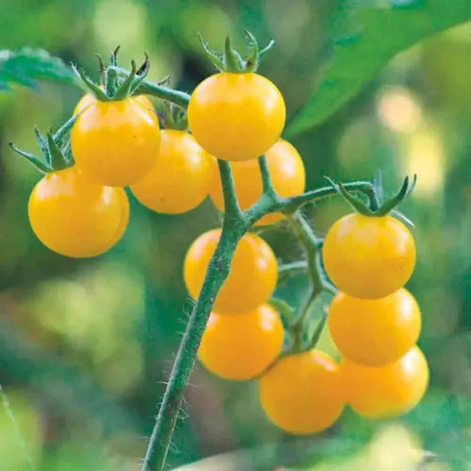 ferme-de-sainte-marthe-tomate-coyote-graines-bio-cerise-jaune image 1