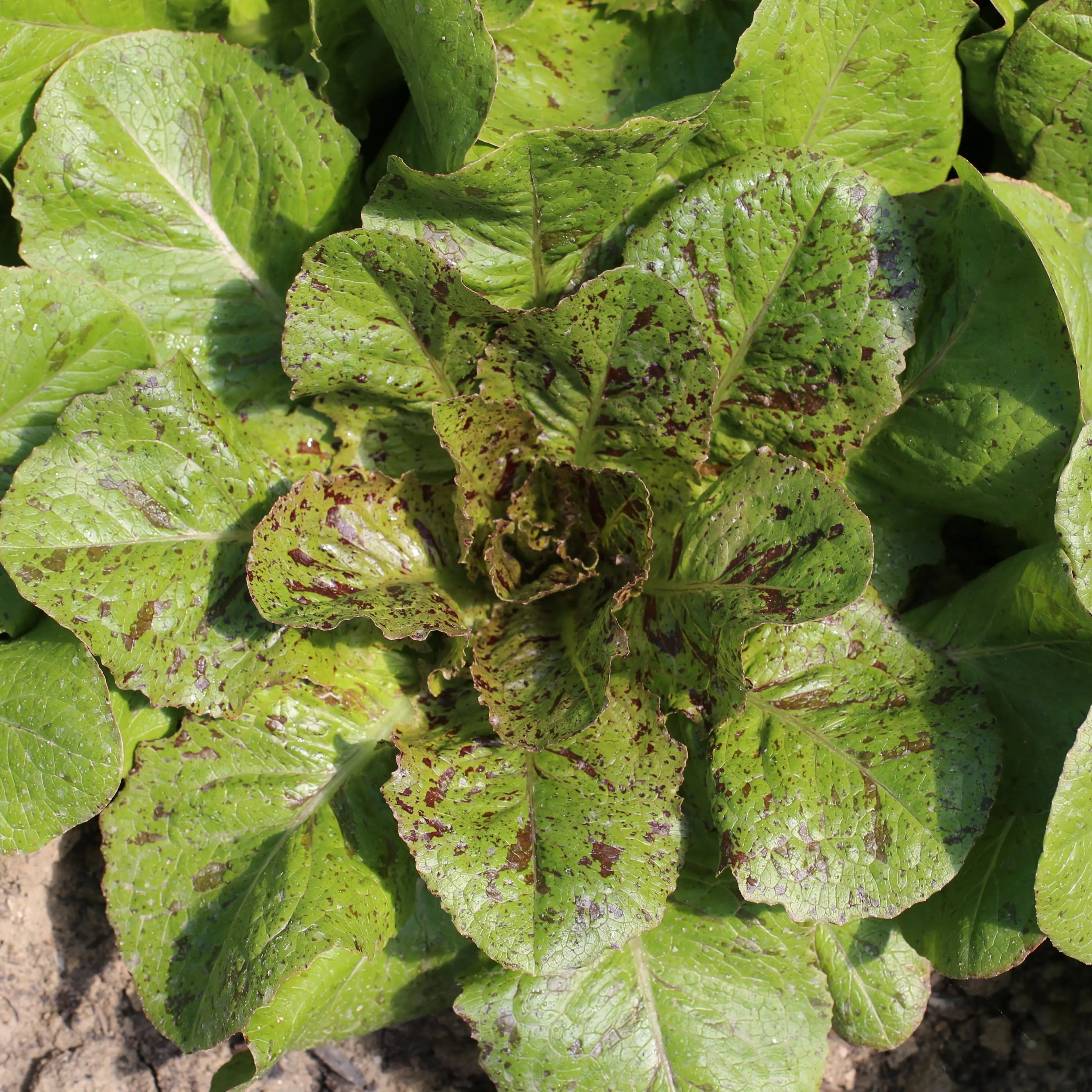 ferme-de-sainte-marthe-laitue-romaine-chicon-panach-graines-bio-sachet image 1