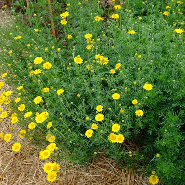 la-bo-te-graines-anth-mis-teinturiers-graines-fleurs-bio-vivace image 1