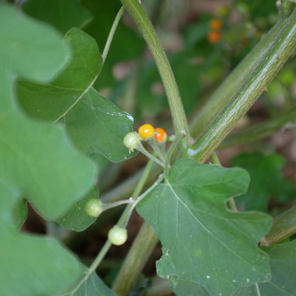 la-bo-te-graines-graines-l-gumes-aubergine-noon-ta-klong-pea-bio-curry image 5