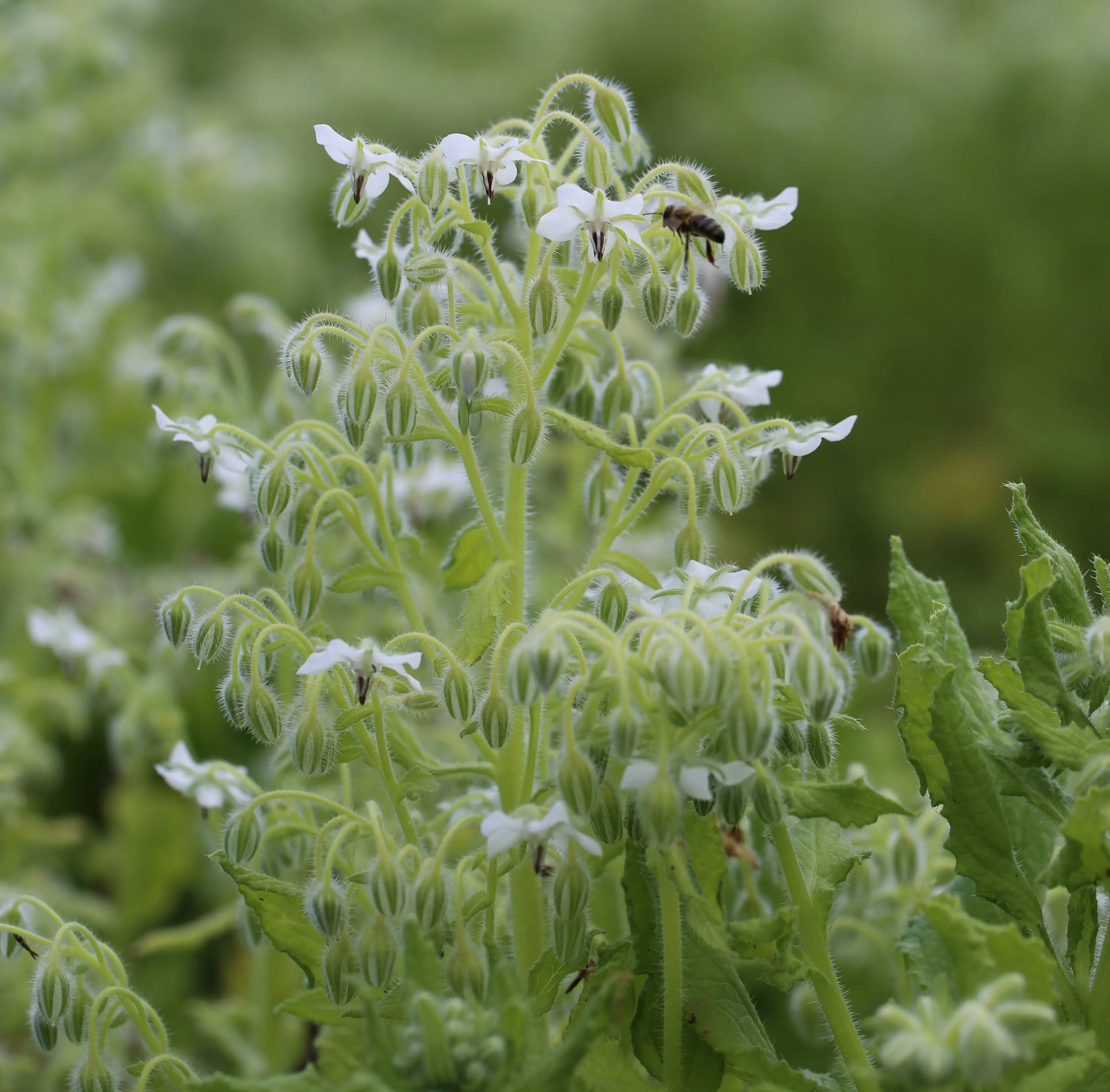 ferme-de-sainte-marthe-bourrache-blanche-graines-fleurs-bio image 1