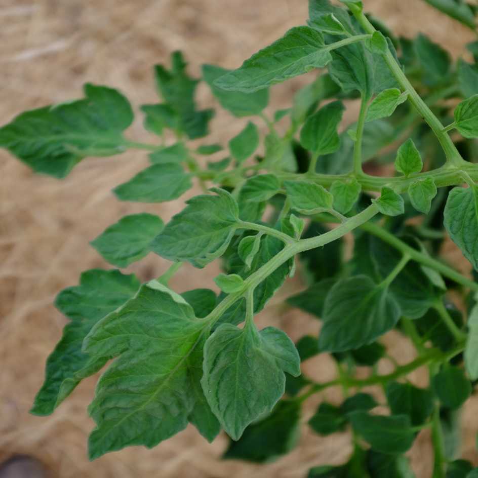 la-bo-te-graines-tomate-auriga-bio-graines-potag-res-orange-pr-coce image 3