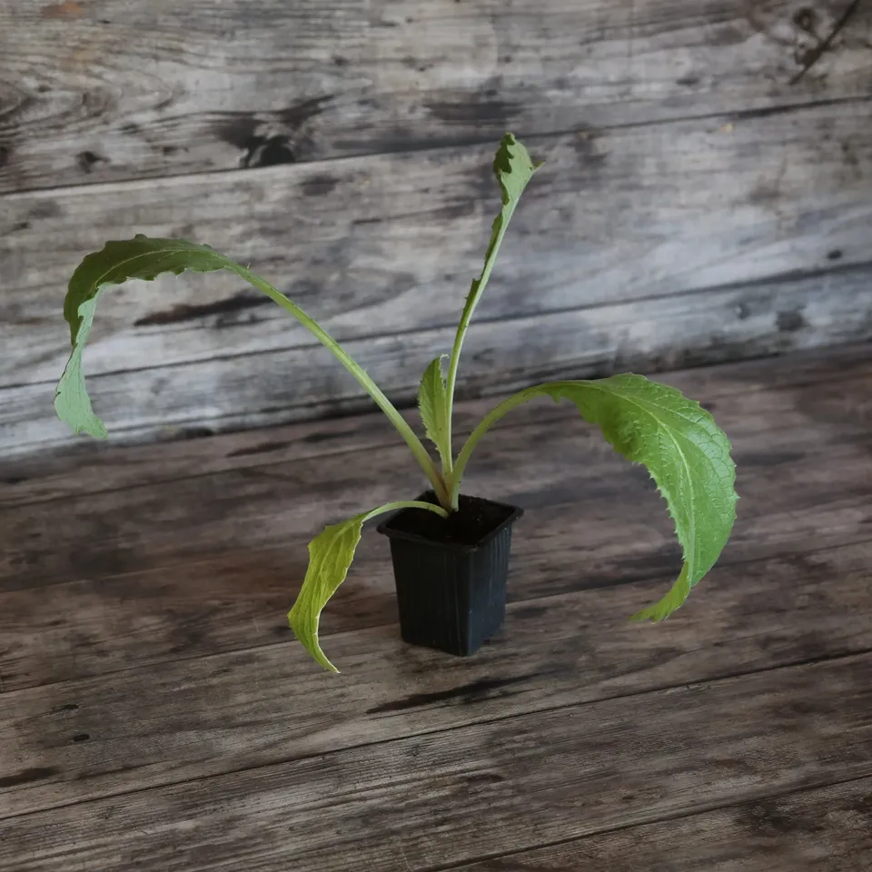 ferme-de-sainte-marthe-imperial-star-plant-artichaut-bio-globe image 1