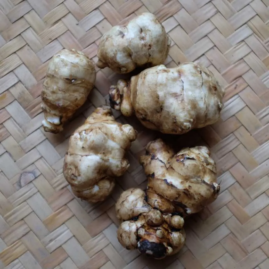 la-bo-te-graines-topinambourg-sakhalinski-blanc-graines-l-gumes-bio image 1