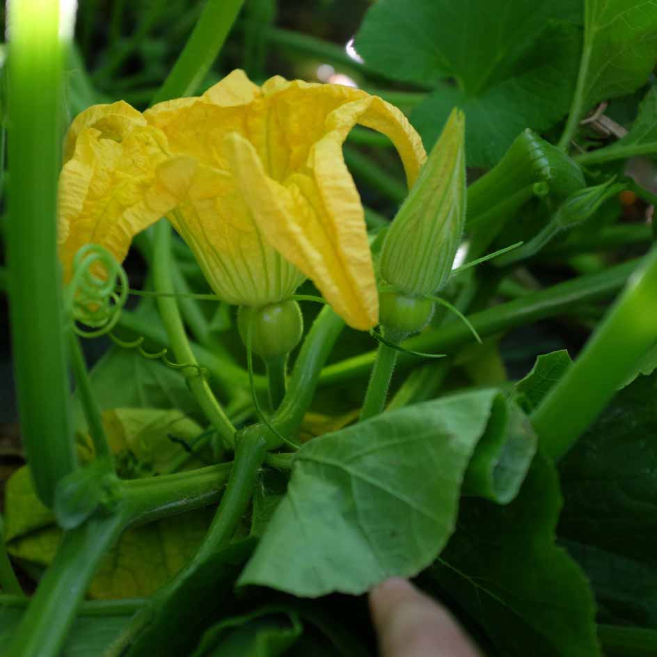 la-bo-te-graines-courge-jack-be-little-graines-bio-orange image 4
