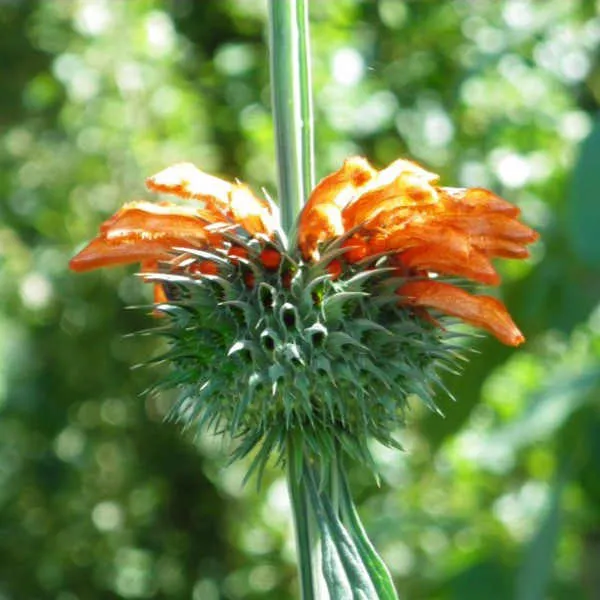 la-bo-te-graines-graines-fleurs-leonotis-ocymifolia-bio-orange image 1