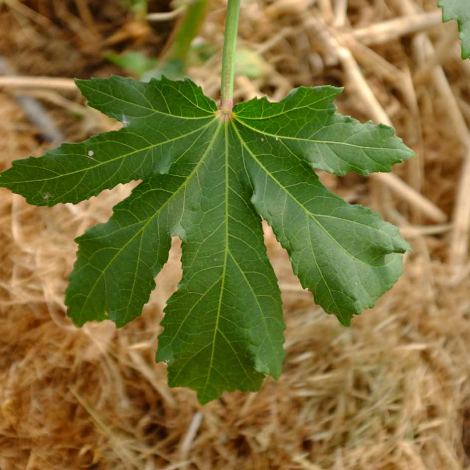 la-bo-te-graines-graines-l-gumes-clemson-spineless-bio-productif image 3