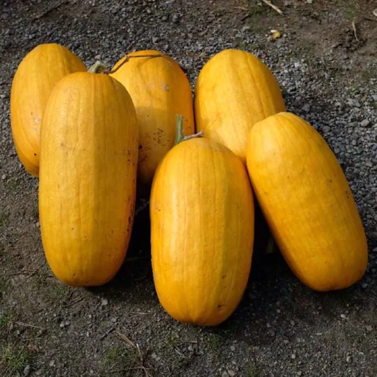 la-bo-te-graines-graines-l-gumes-sucrine-de-champtoceaux-courge-bio image 1