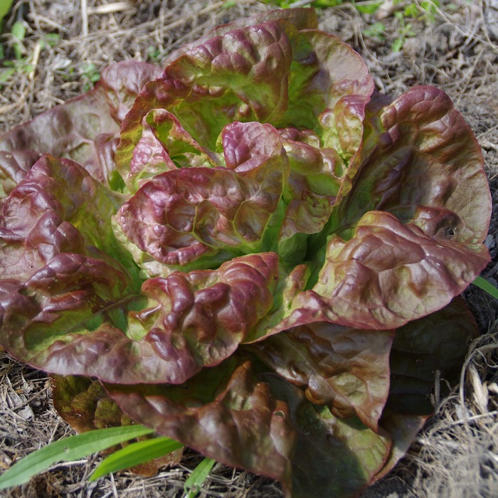 les-semences-de-l-ombelle-merveille-des-4-saisons-laitue-bio image 1