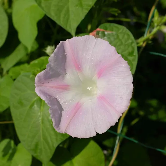 la-bo-te-graines-ipom-e-shiva-bio-graines-fleurs-grimpante image 1