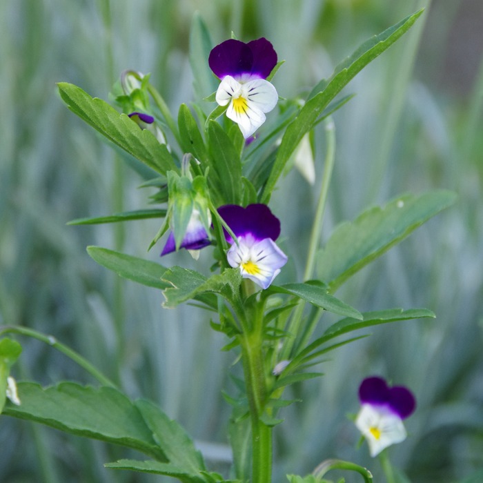 les-semences-de-l-ombelle-pens-e-sauvage-graines-fleurs-bio image 2
