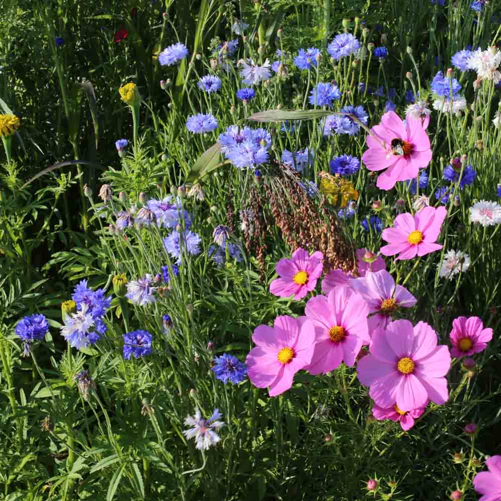 ferme-de-sainte-marthe-oiseaux-m-lange-graine-fleur-12-annuelles-bio image 1