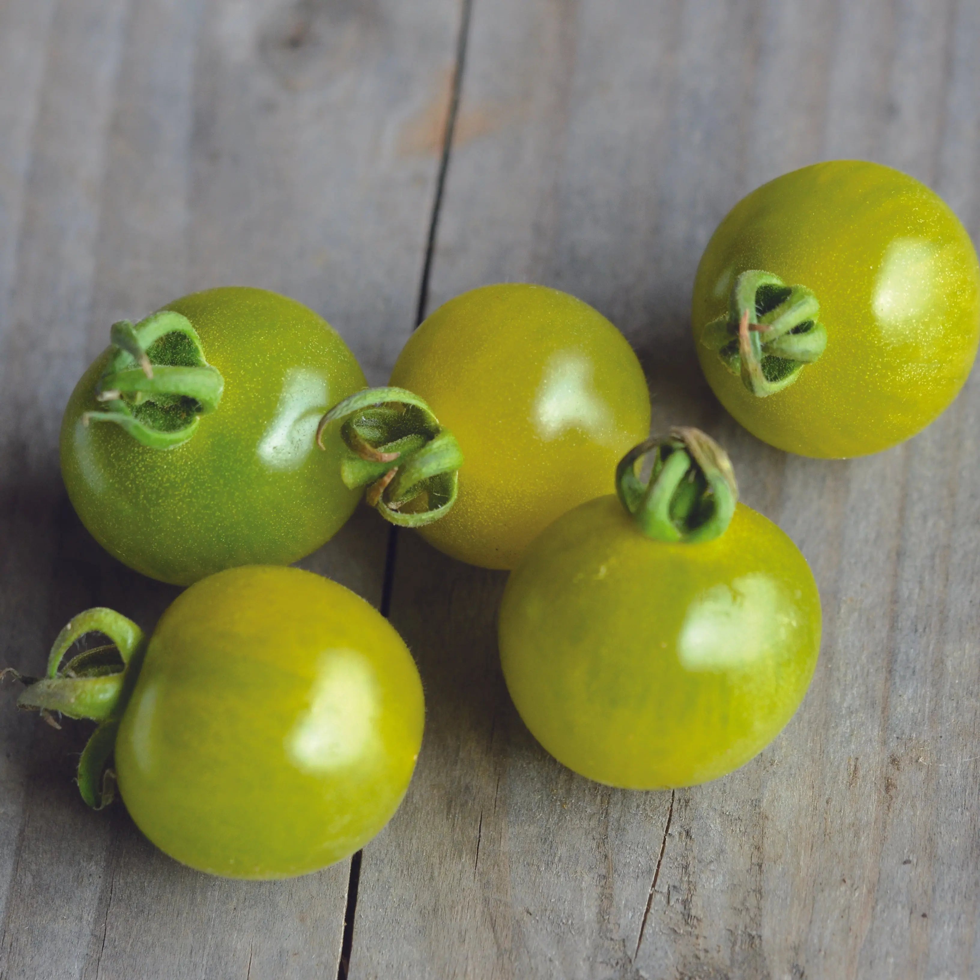 ferme-de-sainte-marthe-tomate-green-doctor-s-frosted-graines-bio image 1
