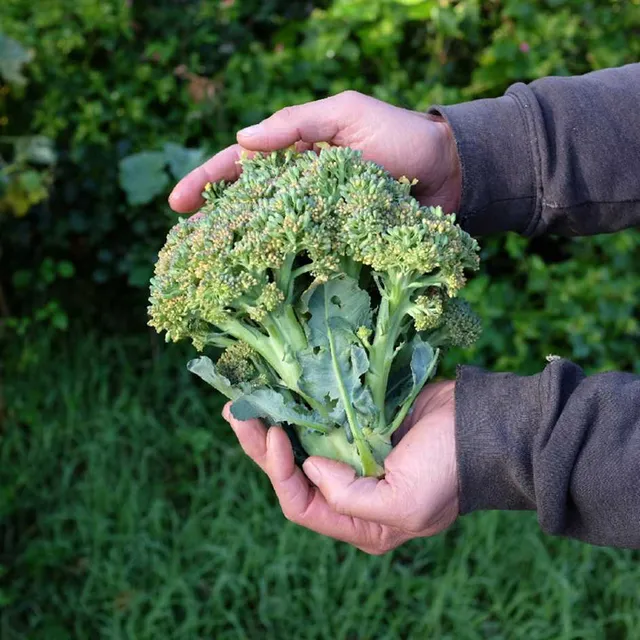 la-bo-te-graines-graines-l-gumes-chou-brocolis-ramoso-calabrese-bio-pr-coce image 1