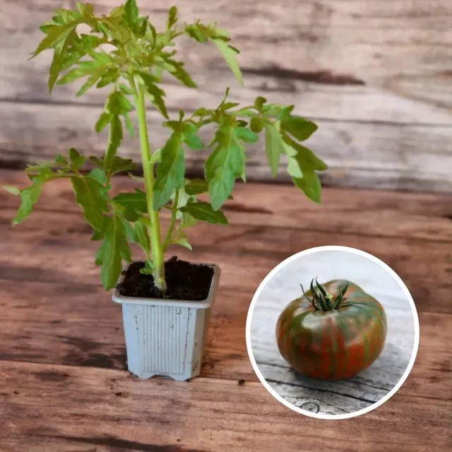 ferme-de-sainte-marthe-tomate-chocolate-stripes-ab-plant-bio image 1