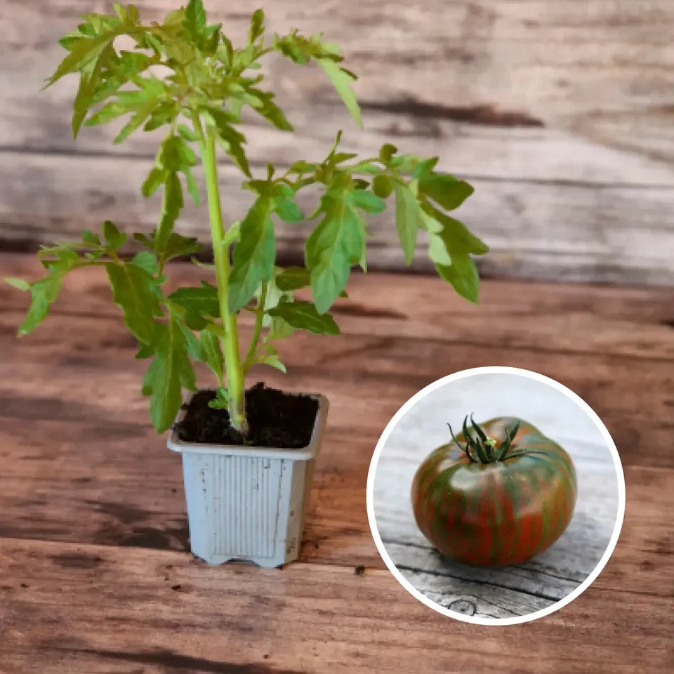 ferme-de-sainte-marthe-tomate-chocolate-stripes-ab-plant-bio image 1