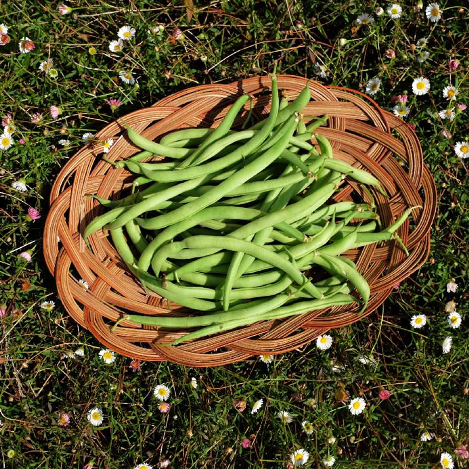 la-bo-te-graines-haricot-delinel-graines-l-gumes-bio-sans-fil image 2
