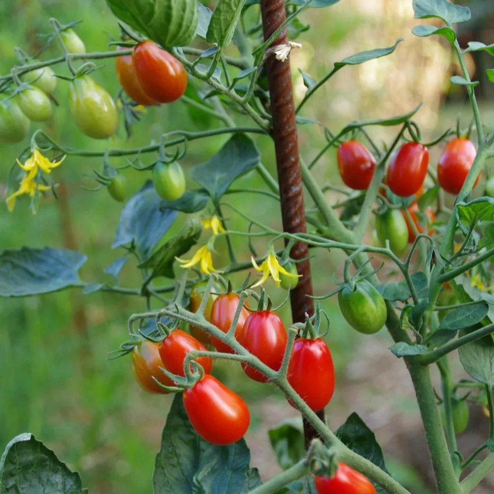 les-semences-de-l-ombelle-tomate-boulette-de-touraine-graines-bio image 1