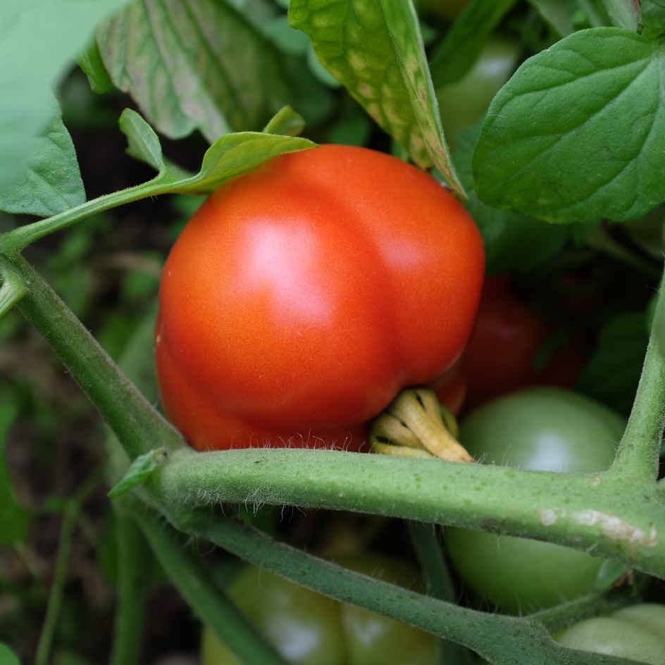 la-bo-te-graines-tomate-pr-coce-de-quimper-graines-bio-pot image 5
