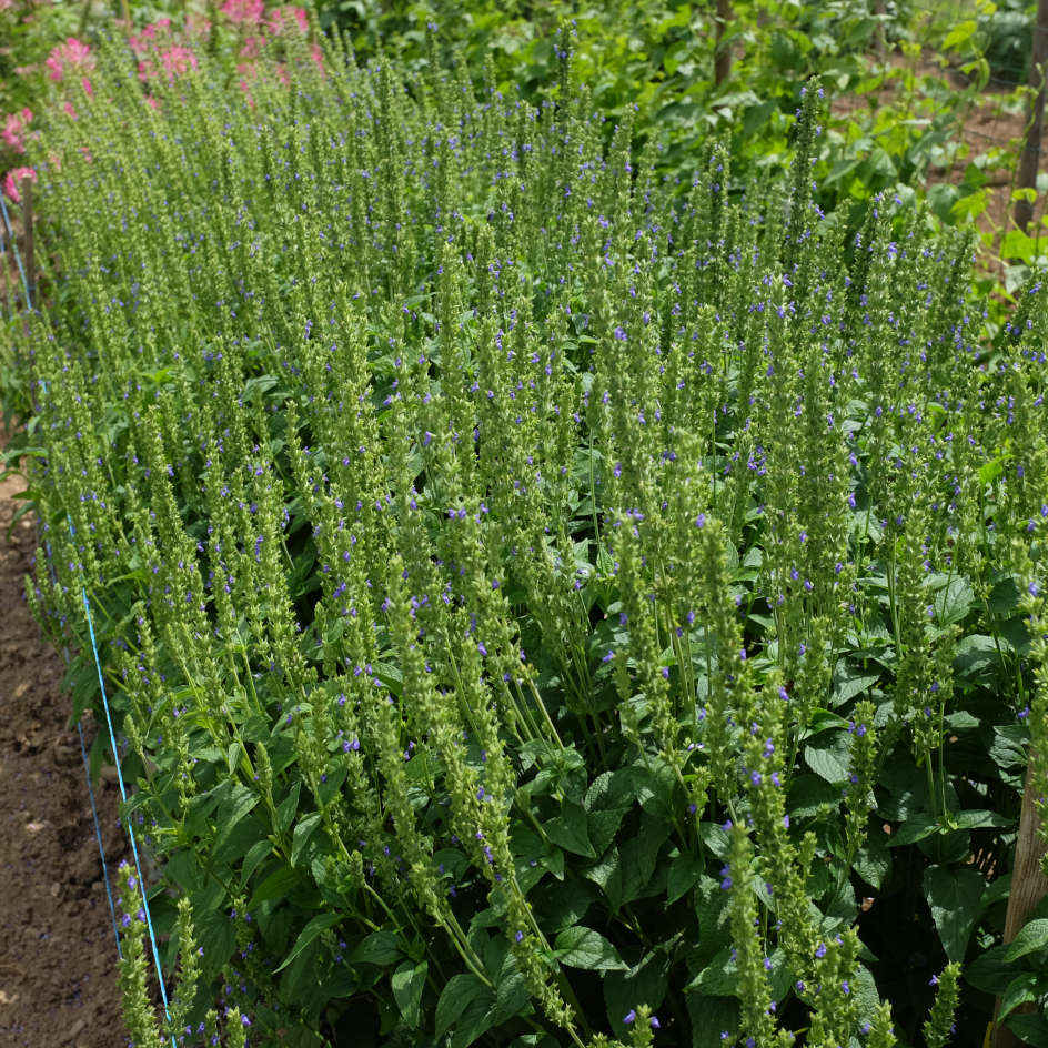 la-bo-te-graines-chia-bio-graines-fleurs-sauge-mauve image 3
