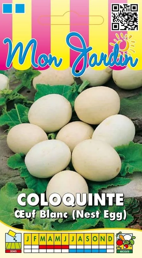 graines-bocquet-coloquinte-oeuf-blanc-graines-3-g-d-corative image 1