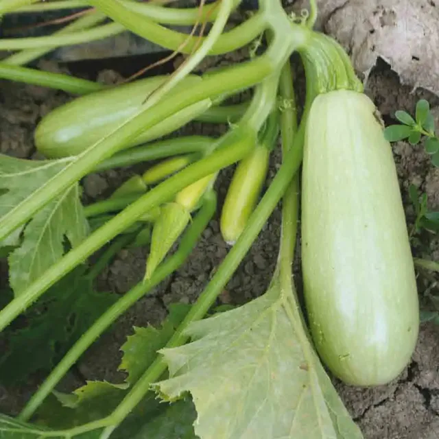 ferme-de-sainte-marthe-blanche-de-trieste-courgette-graines-bio image 1