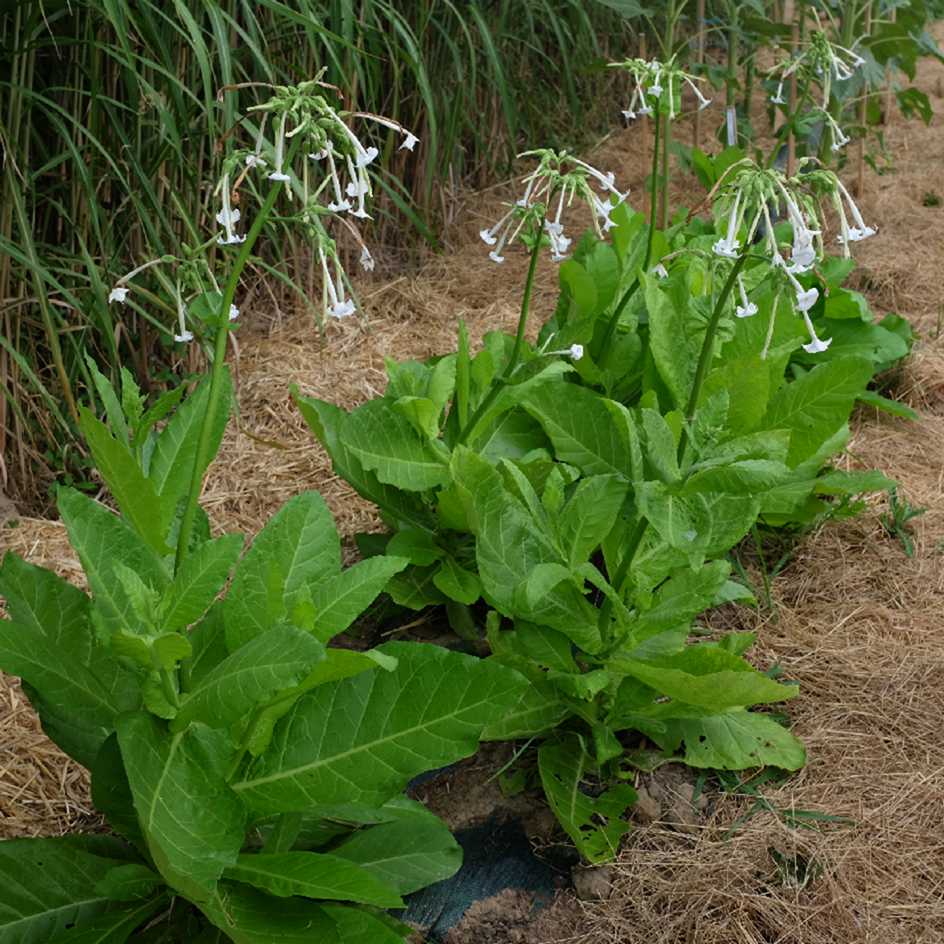 la-bo-te-graines-graines-fleurs-tabac-sylvestre-bio-parfum image 5