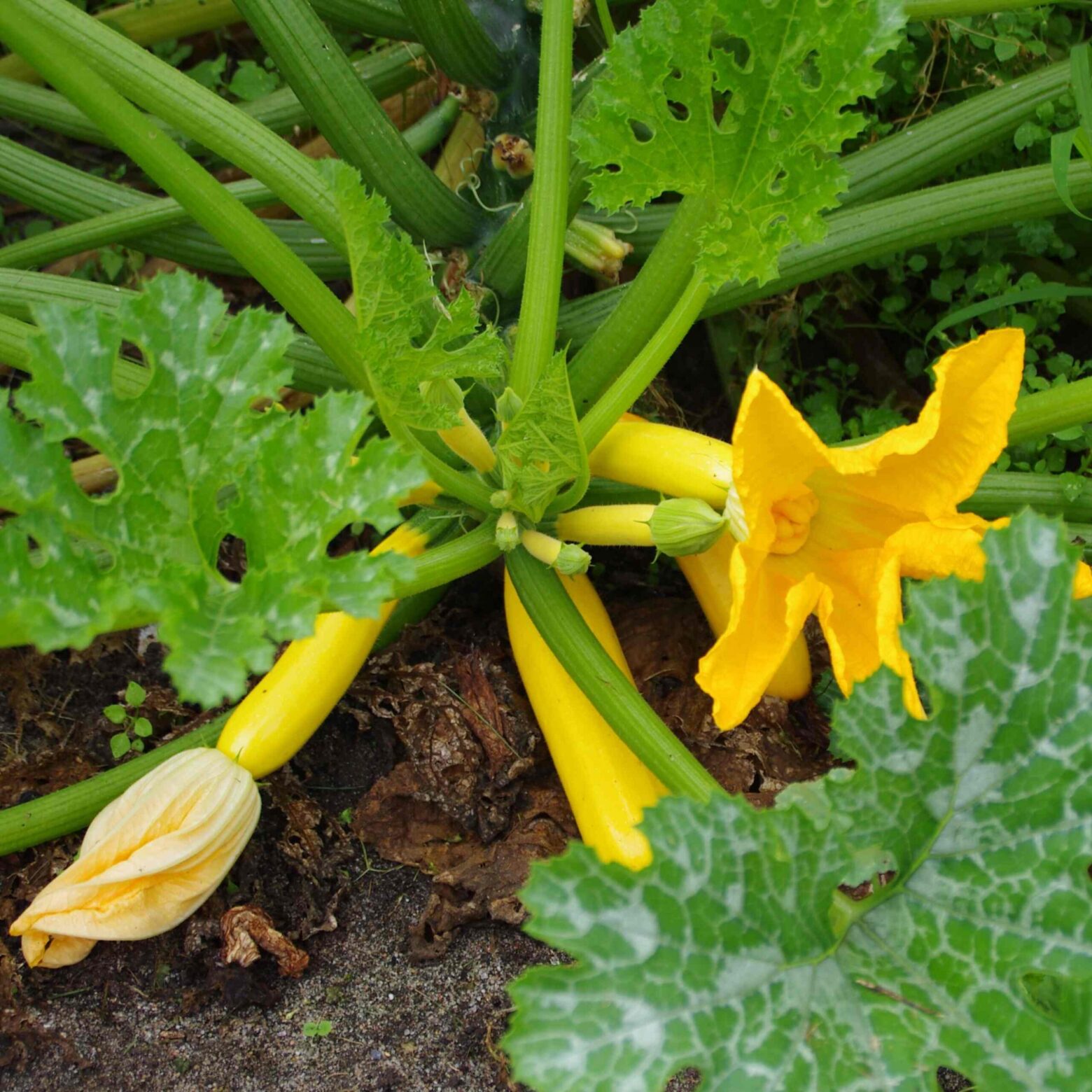 les-semences-de-l-ombelle-courgette-rheinau-gold-bio-graines-potag-res image 2