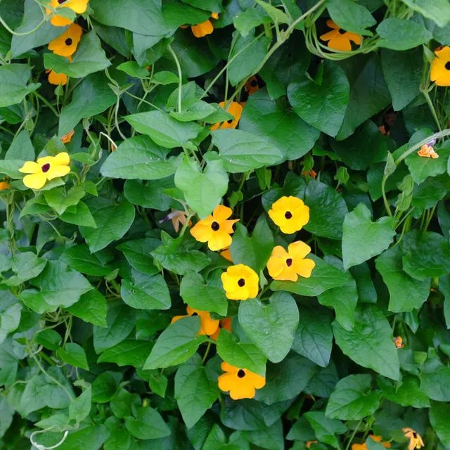 la-bo-te-graines-suzanne-aux-yeux-noirs-graines-fleurs-orange-bio image 1