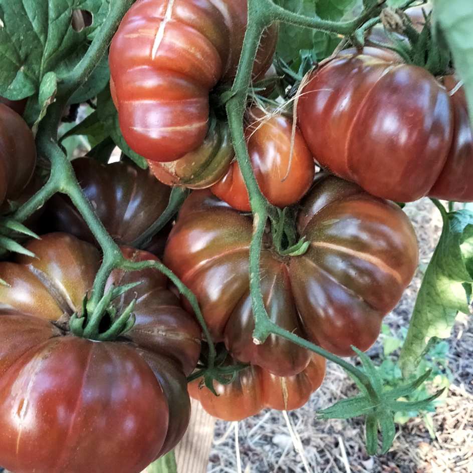 la-bo-te-graines-tomate-purple-calabash-graines-l-gumes-bio image 1